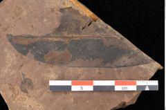 Foto (Detailsansicht) von Quercus palaeoilex Ettingshausen (NHMW-GEO-2024-0188-0815)